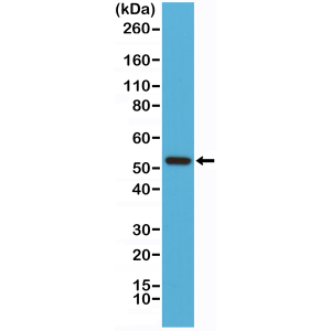 Recombinant Rabbit Monoclonal Antibody  to Cyclin B1 (Clone: RM281)(Discontinued)