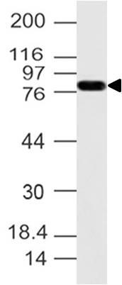 Polyclonal Antibody to CD133/Prominin-1