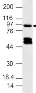 Polyclonal Antibody to Dapper homolog 1