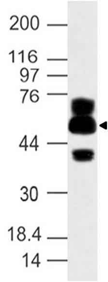 Polyclonal Antibody to APG16L