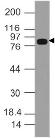 Polyclonal Antibody to Dishevelled-3