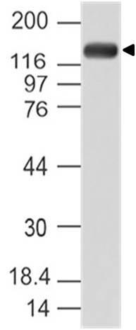 Polyclonal Antibody to PER1