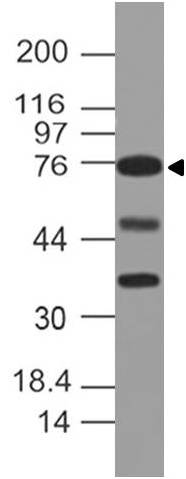 Polyclonal Antibody to DLL4