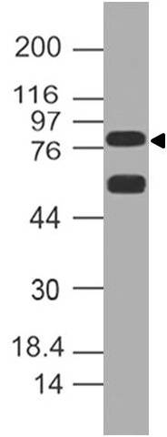 Polyclonal Antibody to DLL1