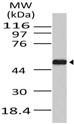 Polyclonal Antibody to APG4B