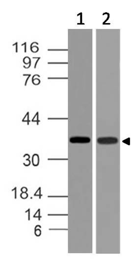 Polyclonal Antibody to Twistnb