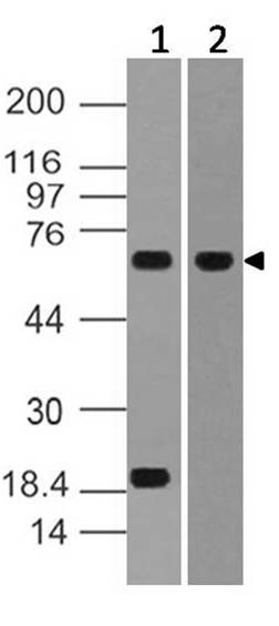 Polyclonal Antibody to  FNBP1