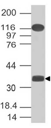 Polyclonal Antibody to c-Maf