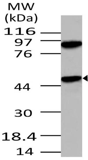 Polyclonal Antibody to APG4B