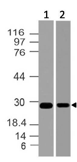 Polyclonal Antibody to 14-3-3 Zeta