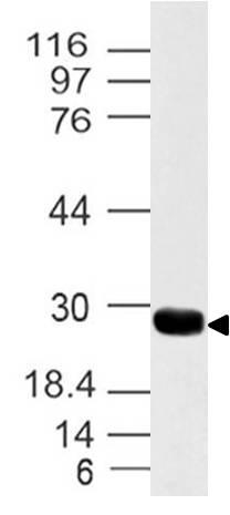 Polyclonal Antibody to 14-3-3 Zeta