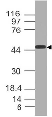 Polyclonal Antibody to DEPTOR/DEPDC6