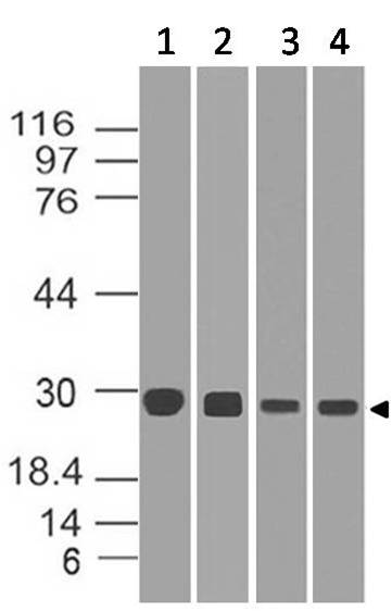 Polyclonal Antibody to  Diablo