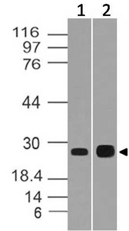 Polyclonal Antibody to CIDE-B