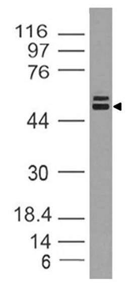 Polyclonal Antibody to MST1