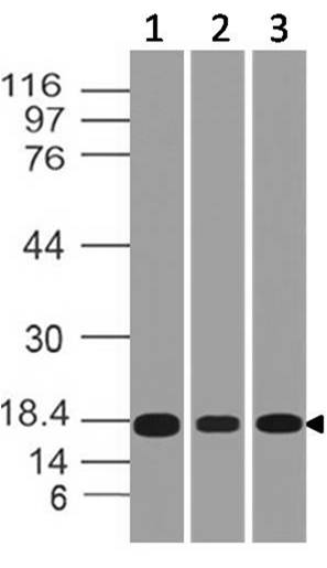 Polyclonal Antibody to SOD