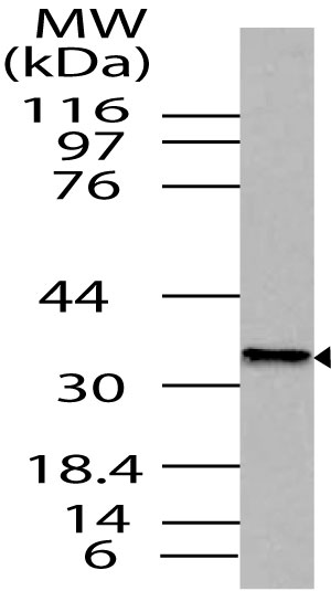 Polyclonal Antibody to Nanog