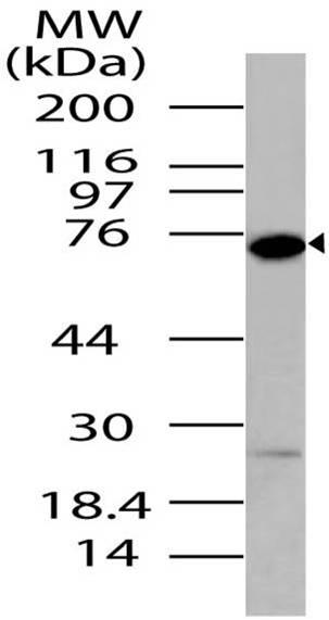 Polyclonal Antibody to DDX4