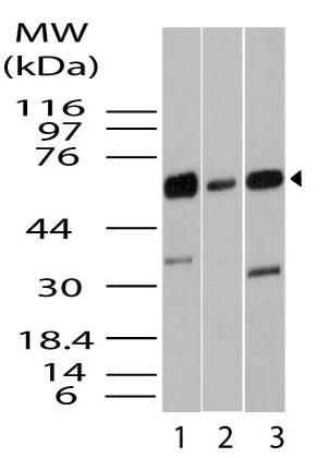 Polyclonal Antibody to KLF4