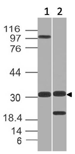 Polyclonal Antibody to GNPDA1