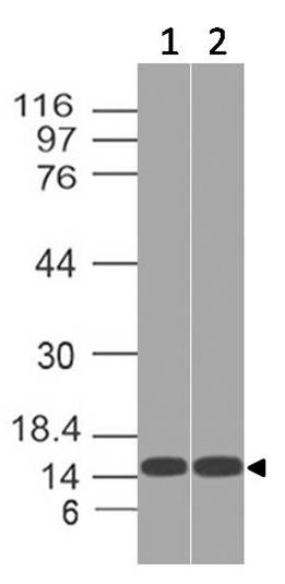 Polyclonal Antibody to THEM2