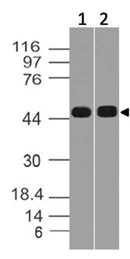 Polyclonal Antibody to SOX17