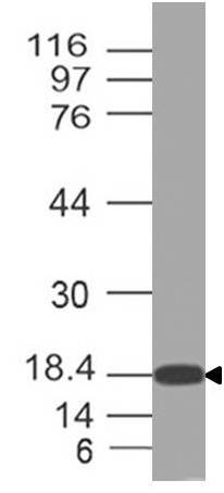 Polyclonal Antibody to HMGB3