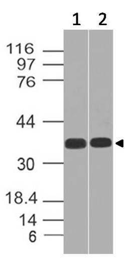 Polyclonal Antibody to SC1