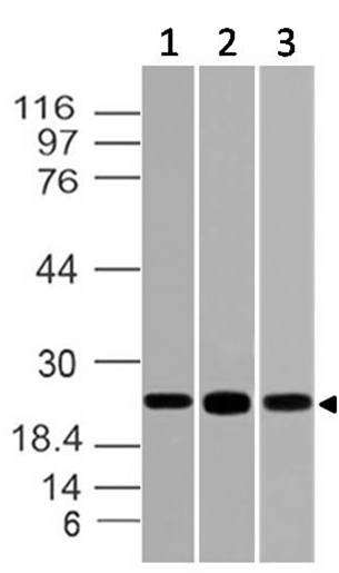 Polyclonal Antibody to POU3F2