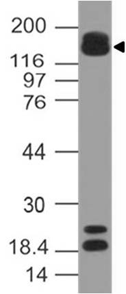 Polyclonal Antibody to MRF2