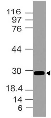 Polyclonal Antibody to HOXB4