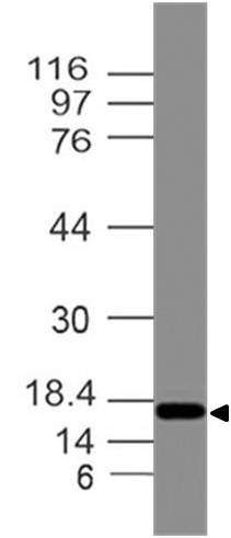 Polyclonal Antibody to Stellar