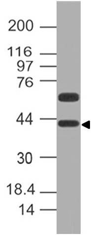 Polyclonal Antibody to DPPA4