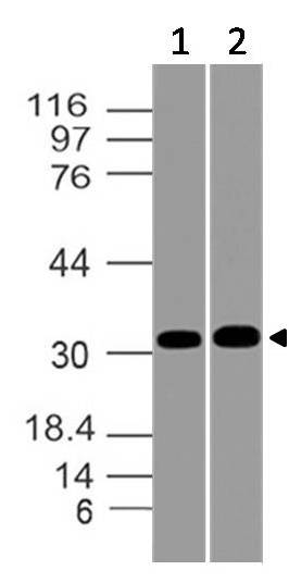 Polyclonal Antibody to HOX7/MSX-1