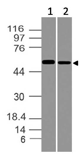 Polyclonal Antibody to SOX9