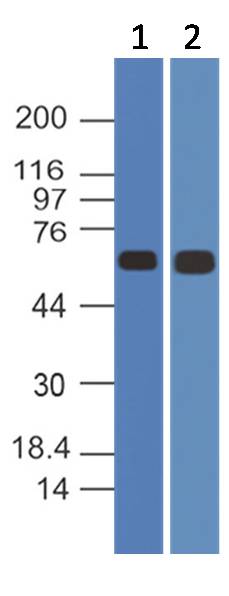 Polyclonal Antibody to NRF2