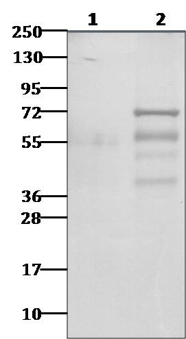 Polyclonal Antibody to CHIKV NSP3