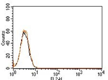 Rabbit IgG Isotype control- PE Conjugated