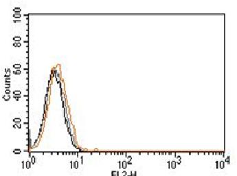 Rabbit IgG Isotype Control