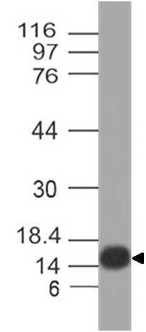 Pan Influenza A Nucleoprotein polyclonal Antibody