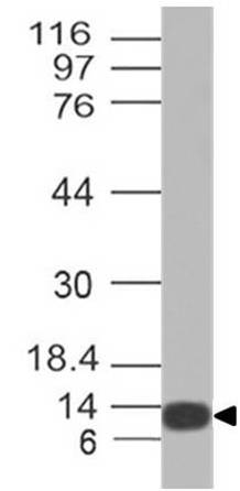 Pan Influenza A Nucleoprotein polyclonal Antibody