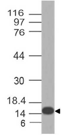 Pan Influenza B Nucleoprotein polyclonal Antibody