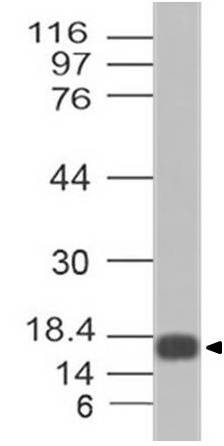 Anti MonkeyPox A29 Polyclonal Antibody