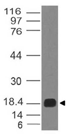 Anti MonkeyPox A33R Polyclonal Antibody