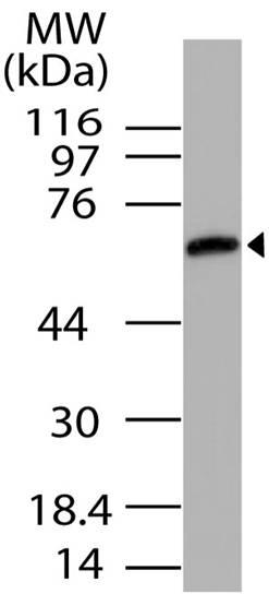 Polyclonal Antibody to UNC93B