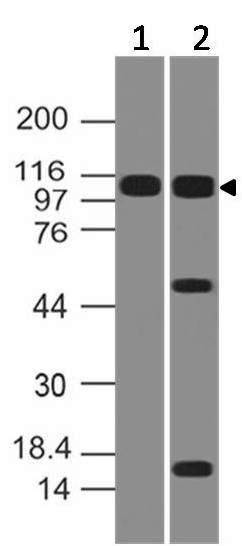 Polyclonal Antibody to NALP2