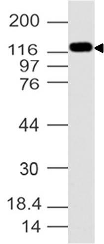 Polyclonal Antibody to USP7