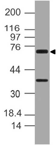 Polyclonal Antibody to NALP10