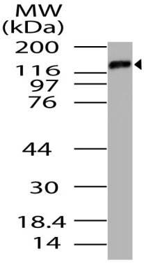 Polyclonal Antibody to mTLR3