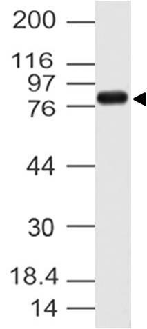 Polyclonal Antibody to Cactin